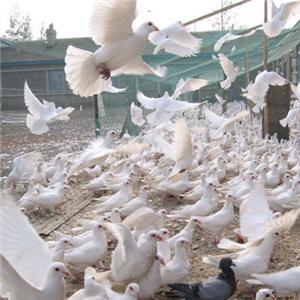 白羽王种鸽批发、安徽白羽王鸽养殖场直销价、白羽王鸽报价、白羽王鸽厂家、白羽王种鸽