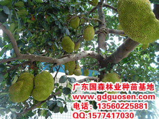 广州市广东菠萝蜜种苗基地菠萝蜜厂家供应广东菠萝蜜种苗基地—菠萝蜜