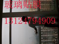 供应北京办公区贴膜专用磨砂膜防撞条贴膜13911776851办公窗帘