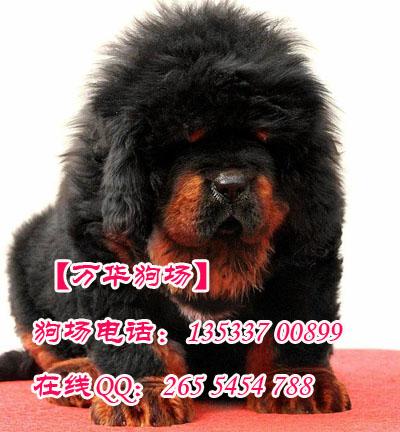 广州哪里有卖纯种血统藏獒 在广州纯种藏獒小狗多少钱