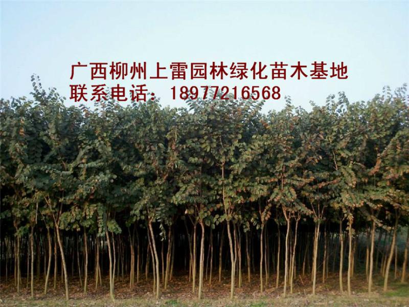 供应广西洋紫荆大树多少钱一颗，广西洋紫荆大树价格，广西洋紫荆大树规格