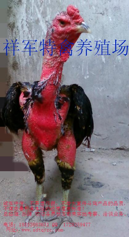 供应云南省哪里有卖斗鸡的