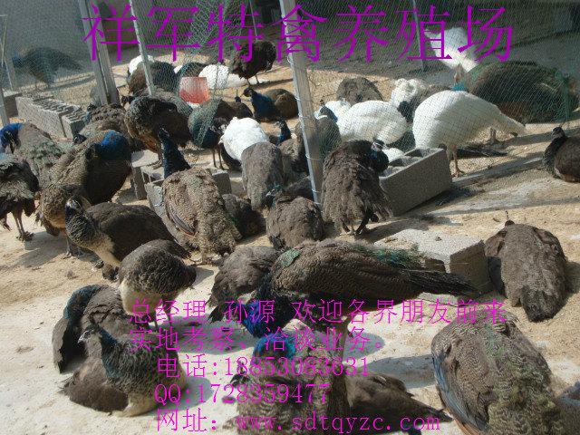 供应化隆回族自治县哪里有卖孔雀的