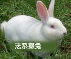 供应獭兔肉兔长毛兔杂交野兔