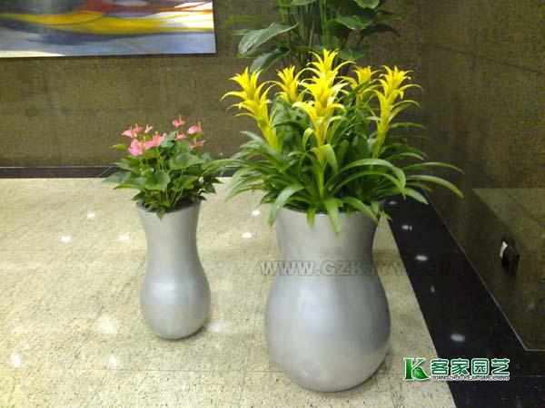 供应花卉出租出售广州盆栽出租找客家园艺吧