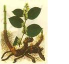供应虎杖苷，金丝桃苷，加兰他敏，木犀草素，蛇床子素图片