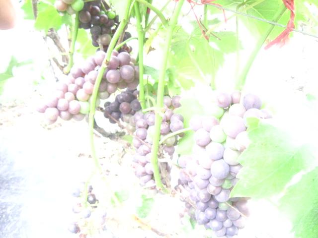 供应用于种葡萄的夏黑葡萄苗，优质葡萄苗图片