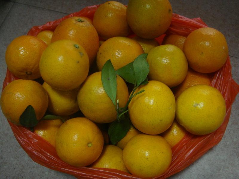 皇帝柑果苗新品种 柑橘苗 品种/优质新品种/果肉脆/清甜香蜜