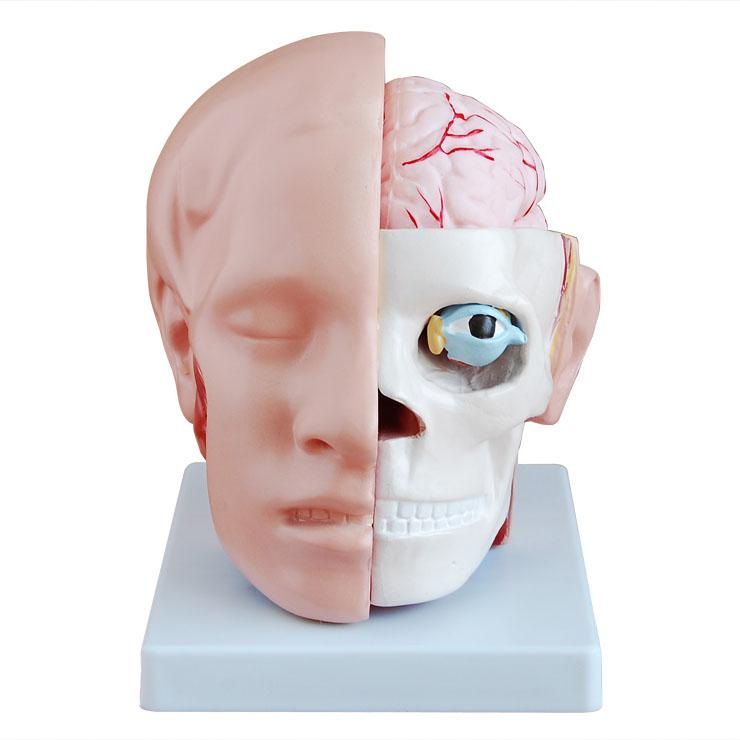 供应头解剖附脑动脉模型BOU-XC318B头解剖模型图片