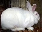 獭兔养殖场法系獭兔獭兔种兔批发