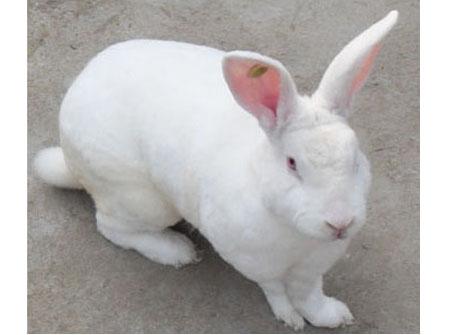 供应种兔基地獭兔养殖肉兔