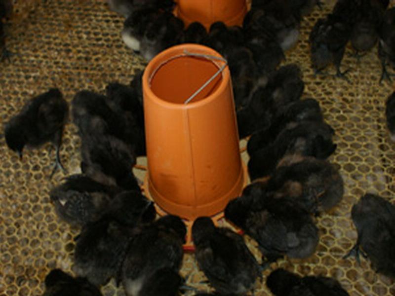 供应黑鸡苗代理商，黑鸡苗孵化代理商，供应黑鸡苗孵化代理商