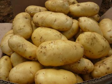 脱毒土豆、土豆种、鲁引一号