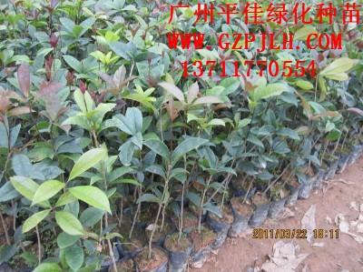 供应广州品种最齐全的苗圃，大福木棉樱花/蓝花风铃木/红花丹桂种苗图片