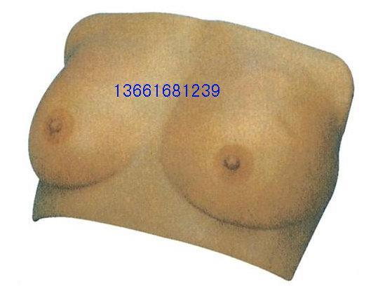 供应硅胶乳房检查示教模型，乳房检查模型