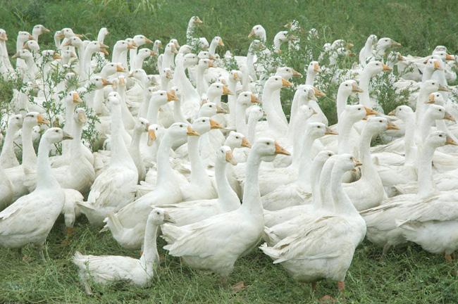 菏泽市最新鹅苗价格厂家供应最新鹅苗价格/优质鹅苗品种