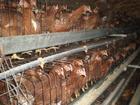 海兰褐青年鸡 鹤壁青年鸡养殖基地 鹤壁青年鸡批发 海兰褐青年鸡价格图片