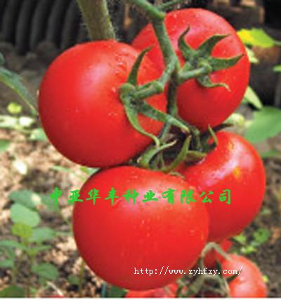 以色列石头型番茄种子安莎迪F1批发