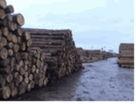供应木材进口需要什么单证？木材进口木材进口需要什么单证木材进口