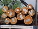 广州市商检报关南沙港木材进口代理厂家