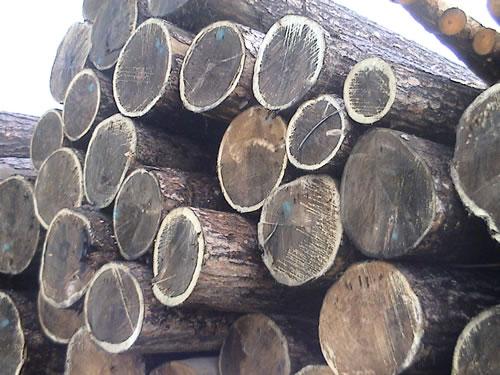 巨升专业木材进口代理批发