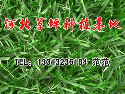 供应草坪-天津草坪-北京草坪-东北草坪