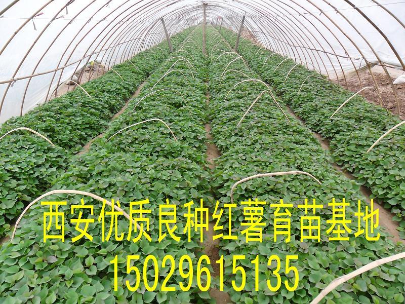 供应陕西地区红薯苗