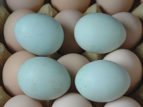 供应大量出售绿壳鸡蛋绿壳乌鸡蛋