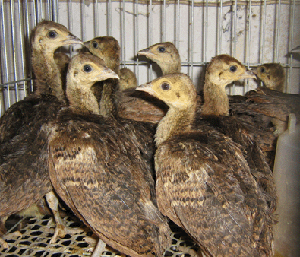 供应山鸡的养殖技术指导