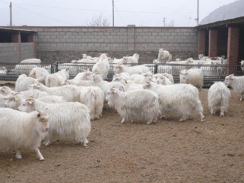 供应养殖肉羊一年的利润