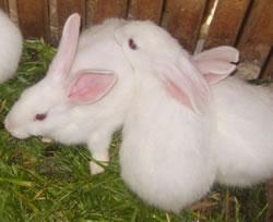 供应养兔种兔肉兔养殖肉兔价格