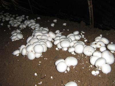 供应德州双孢菇菌种