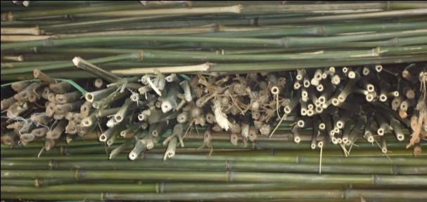 供应优质菜架竹