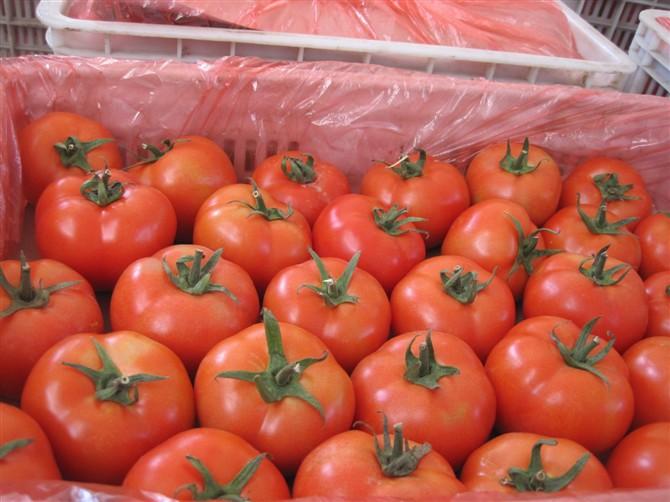 供应大西红柿销售  西红柿批发价多少 西红柿种植基地在哪儿 哪儿批发西红柿