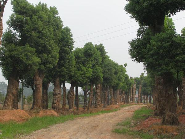 益阳市介绍湖南香樟出售移栽香樟厂家介绍湖南香樟出售移栽香樟