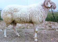 供应肉牛肉羊肉驴的价格养殖行情