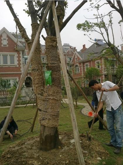 大树移栽技术专业成活率有保证批发