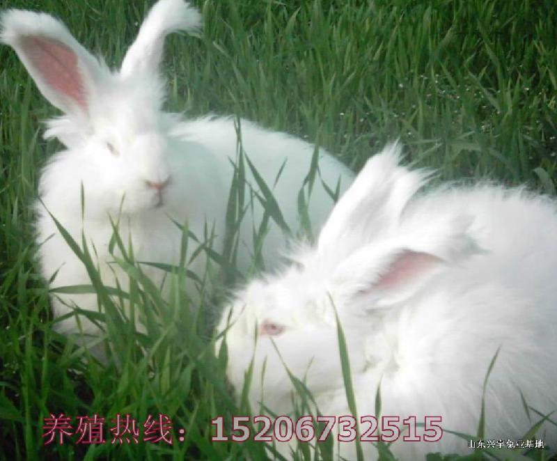 中国大型长毛兔养殖场批发