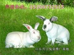 供应洛阳养獭兔的成本养獭兔的前景如何 獭兔养殖利润分獭兔最新价格析