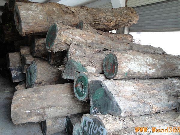 供应南美洲阿根廷绿檀原木进口报关图片