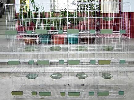 专业鸽笼生产单位鸡鸽兔笼批发