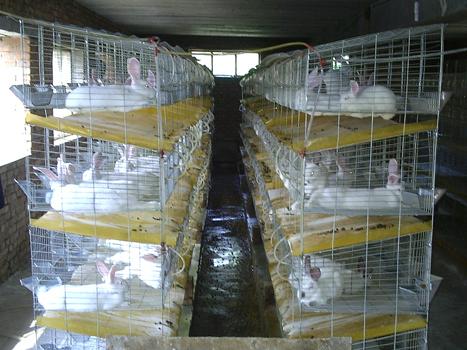 兔笼厂家生产种兔笼小兔笼批发