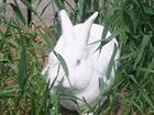 獭兔的来源獭兔的发展前景，农村养兔户怎样养兔致富獭兔养殖业的发展