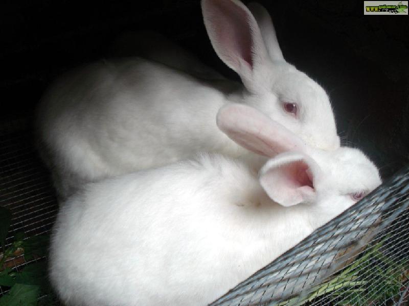 獭兔养殖獭兔养殖场獭兔行情批发