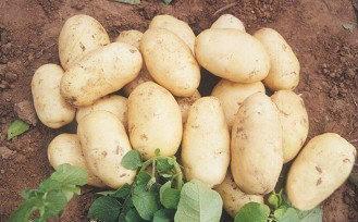 供应早熟土豆种子荷兰7号 脱毒马铃薯土豆种价格 荷兰土豆出口