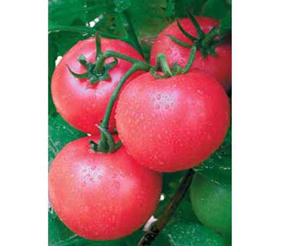 供应大粉果番茄种子 西红柿种子销售 寿光蔬菜产地 粉冠西红柿种子图片