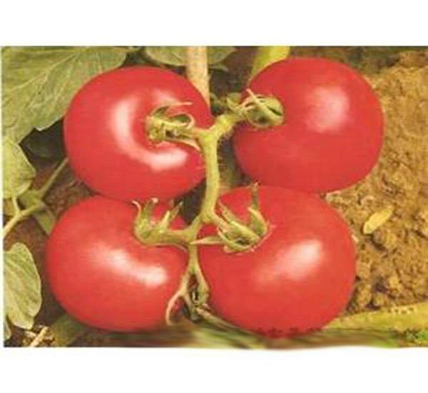 供应粉果西红柿种子 番茄种子价格 山东蔬菜种植基地 西红柿批发图片