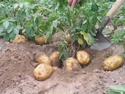 供应早大白土豆种子 脱毒马铃薯新品种 土豆网 土豆加工型品种
