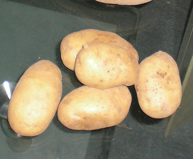 早熟土豆种荷兰7号批发