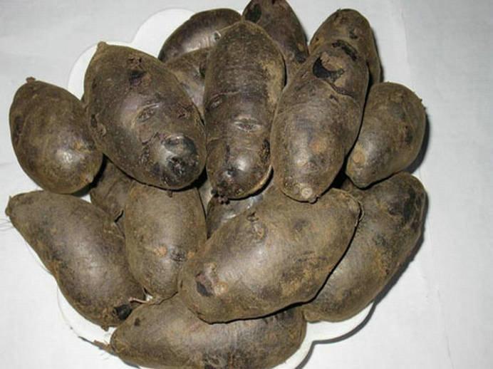 供应黑金刚脱毒土豆种子黑美人健康土豆种子价格黑金刚、黑美人种